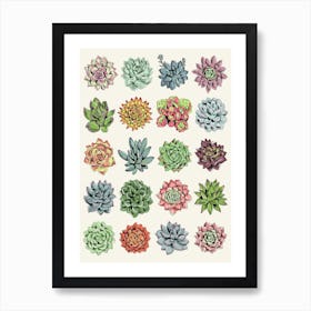 Succulents Art Print
