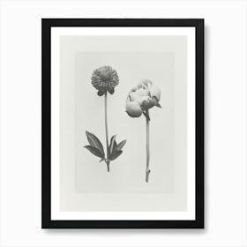 Peony Flower Photo Collage 1 Art Print