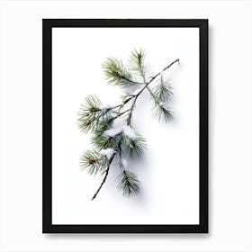 Pine Branch Covered in Snow 4 Art Print