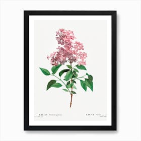 Chinese Lilac, Pierre Joseph Redouté Art Print