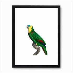 Vintage Blue Fronted Amazon Parrot Bird Illustration on Pure White n.0005 Art Print