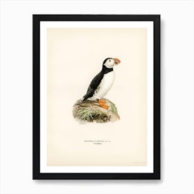 Atlantic Puffin (Fratercula Arctica), The Von Wright Brothers 1 Art Print