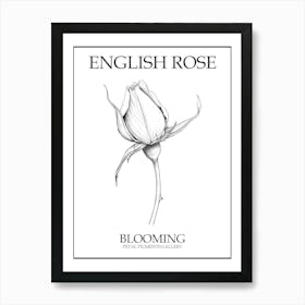 English Rose Blooming Line Drawing 2 Poster Art Print