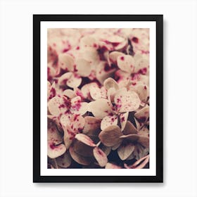 Flowers - Pink Freckles Art Print