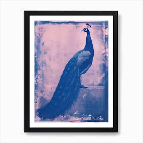 Pink & Blue Peacock Cyanotype Style 3 Art Print