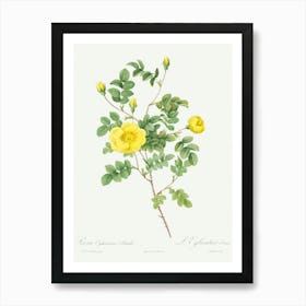 Sweetbriar Rose, Pierre Joseph Redoute (2) Art Print
