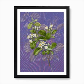 Vintage Snowdrop Bush Botanical Illustration on Veri Peri n.0892 Art Print