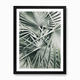 Palm Leaves Art Print