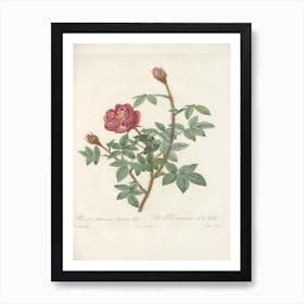 Rose Illustration, Pierre Joseph Redoute(, Pierre Joseph Redoute (145) Art Print