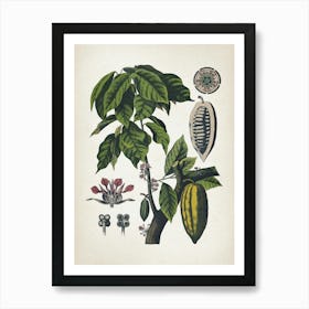 Vintage Bollmann 5 Cacaobaum Art Print