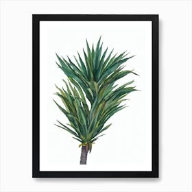 European Fan Palm (Chamaerops Humilis) Watercolor Art Print