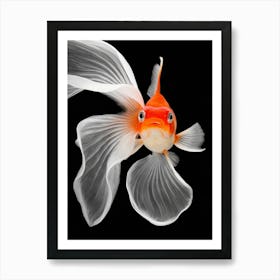 Goldfish Art Print