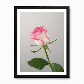 Pink Rose Art Print