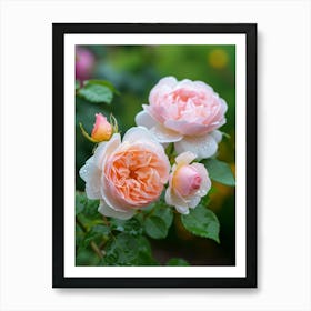 English Roses Painting Rose With Water Droplets 1 Art Print