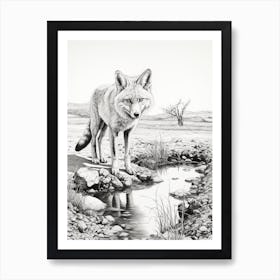 Tibetan Sand Fox Finds Water Pencil Drawing 3 Art Print