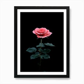 Pink Rose On Black Background 57 Art Print