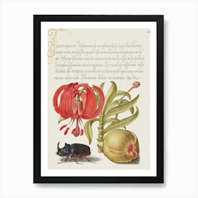 Scarlet Turk S Cap, Rhinoceros Beetle, And Pomegranate From Mira Calligraphiae Monumenta, Joris Hoefnagel Art Print