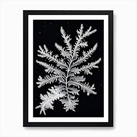 Fernlike Stellar Dendrites, Snowflakes, Vintage Botanical Illustration 2 Art Print