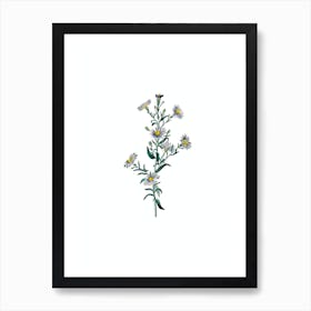 Vintage Glaucous Aster Flower Botanical Illustration on Pure White n.0555 Art Print
