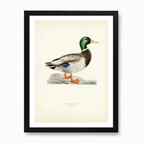 Mallard Male, The Von Wright Brothers Art Print