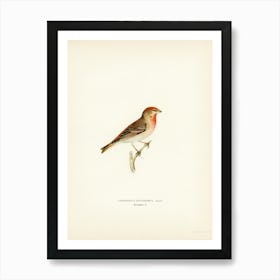 Common Rosefinch Male (Carpodacus Erythrinus), The Von Wright Brothers Art Print