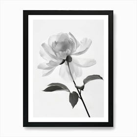 Floral Art 0013 X Ray 0007 X Ray Blumen 0019 Bp6586 Minimalist Soft Bright X Ray Scandinavian Minimalist 9e03edda 884d Art Print