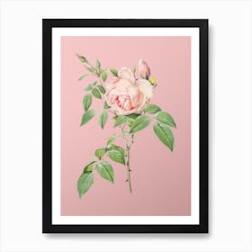 Vintage Fragrant Rosebush Botanical on Soft Pink n.0776 Art Print