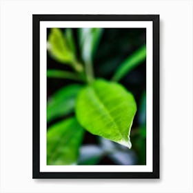 Green Leaf Closeup (2010) Art Print