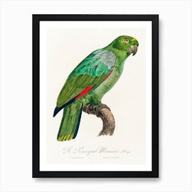 The Southern Mealy Amazon, From Natural History Of Parrots, Francois Levaillant Art Print