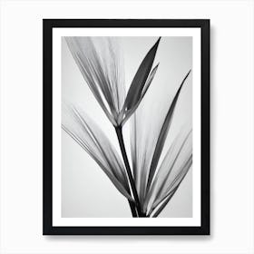 Bird Of Paradise B&W Pencil 5 Flower Art Print