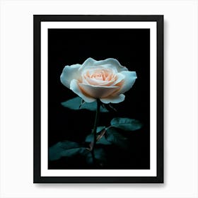 White Rose 5 Art Print