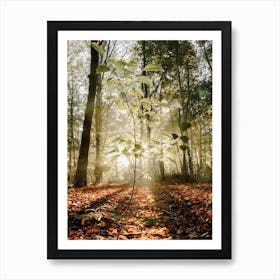 Baby Tree in the Sunlight in the Forest Art Print