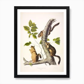 Douglass'S Squirrel, John James Audubon Art Print