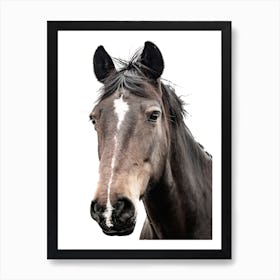 Horse Head Portrait Art Print