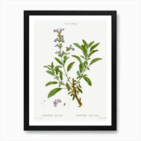 Garden Sage, Pierre Joseph Redoute Art Print