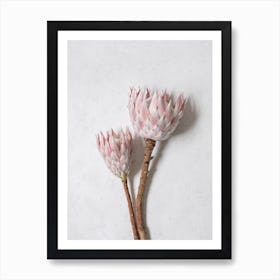 Minimal Pink Proteas Art Print