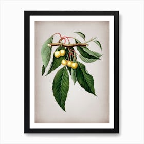 Vintage Cherry Botanical on Parchment n.0643 Art Print