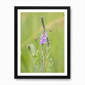 Bees On Purple Flower Art Print