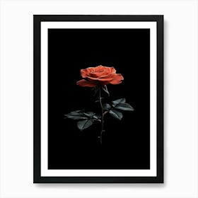 Single Rose On Black Background 50 Art Print