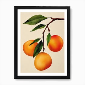 Apricot Watercolour Fruit Painting Fruit Art Print