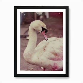 Swan Vintage Art Print