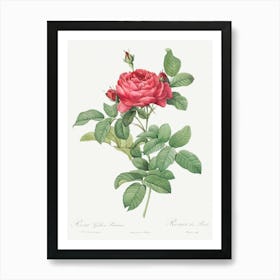 Bridge Rose From Les Roses, Pierre Joseph Redoute Art Print