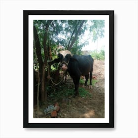 Cow In A Field Art Print