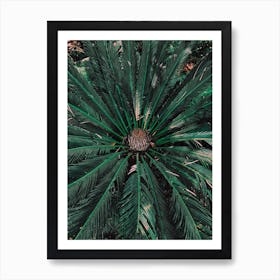 Botanical Palm Leaves Art Print