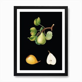 Vintage Pear Botanical Illustration on Solid Black n.0608 Art Print