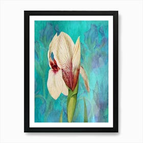 White Iris Art Print