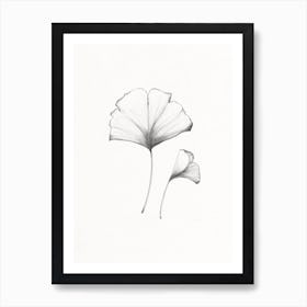 'Ginkgo' Illustration drawing Art Print