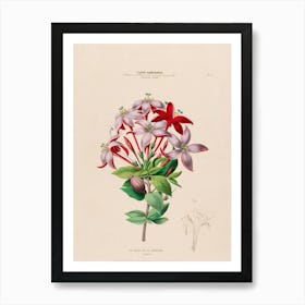 Lily Of The Valley 13 Art Print