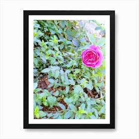 Rose In The Garden Art Print