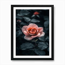 Dark Rose 45 Art Print